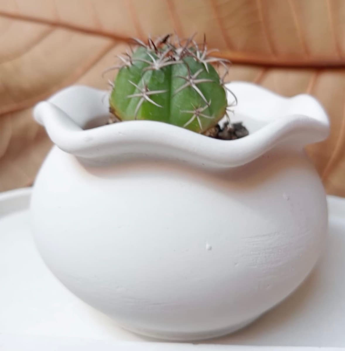 Maceta de cemento blanco con borde ondulado y un cactus